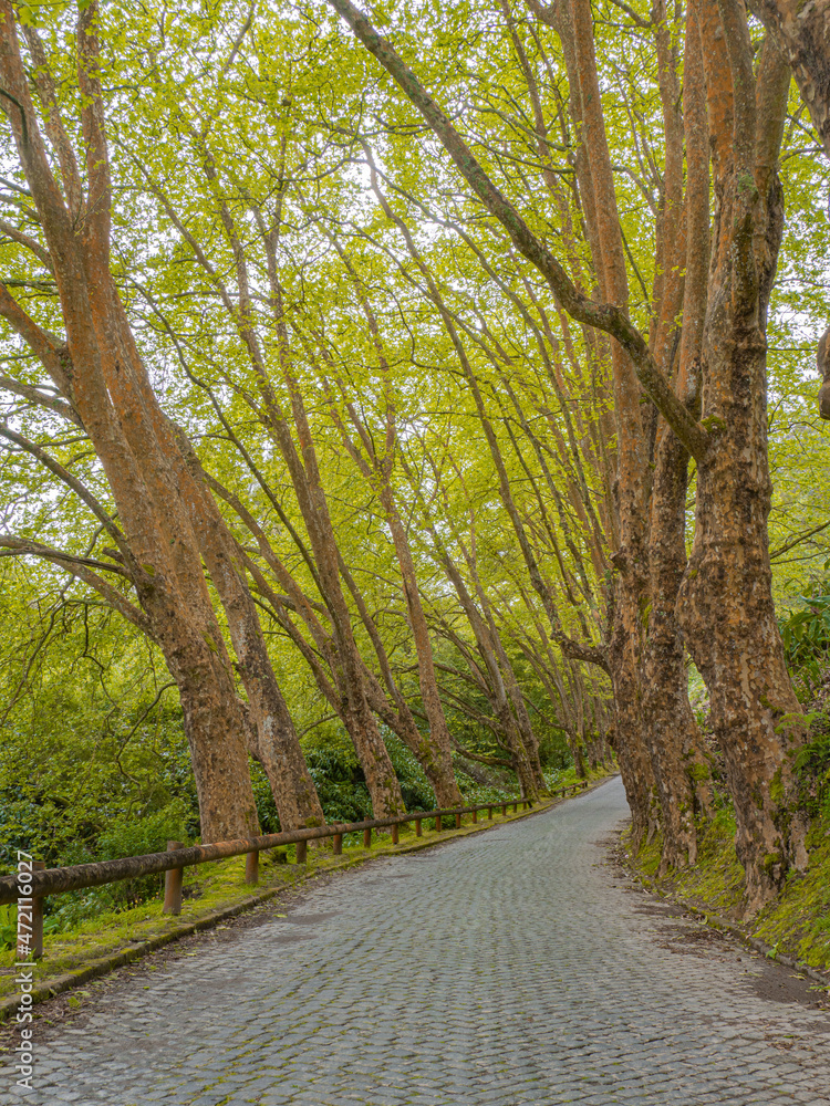 Naklejka premium Typical rocky road surrounded with big green trees forest during summer in azores island, açores, portugal
