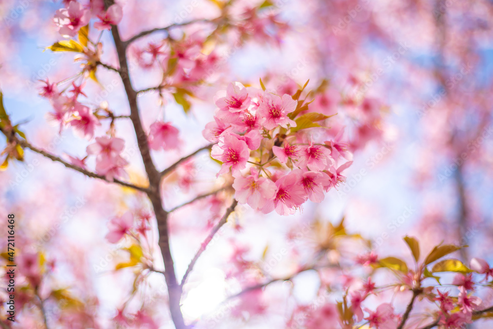 東京都　旧中川の河津桜　