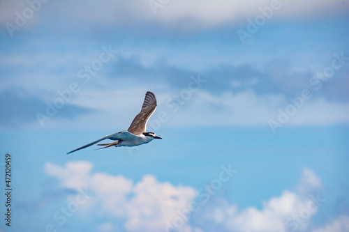 Flying bird, Black-naped Tern (Sterna sumatrana), Palau, Pacific photo