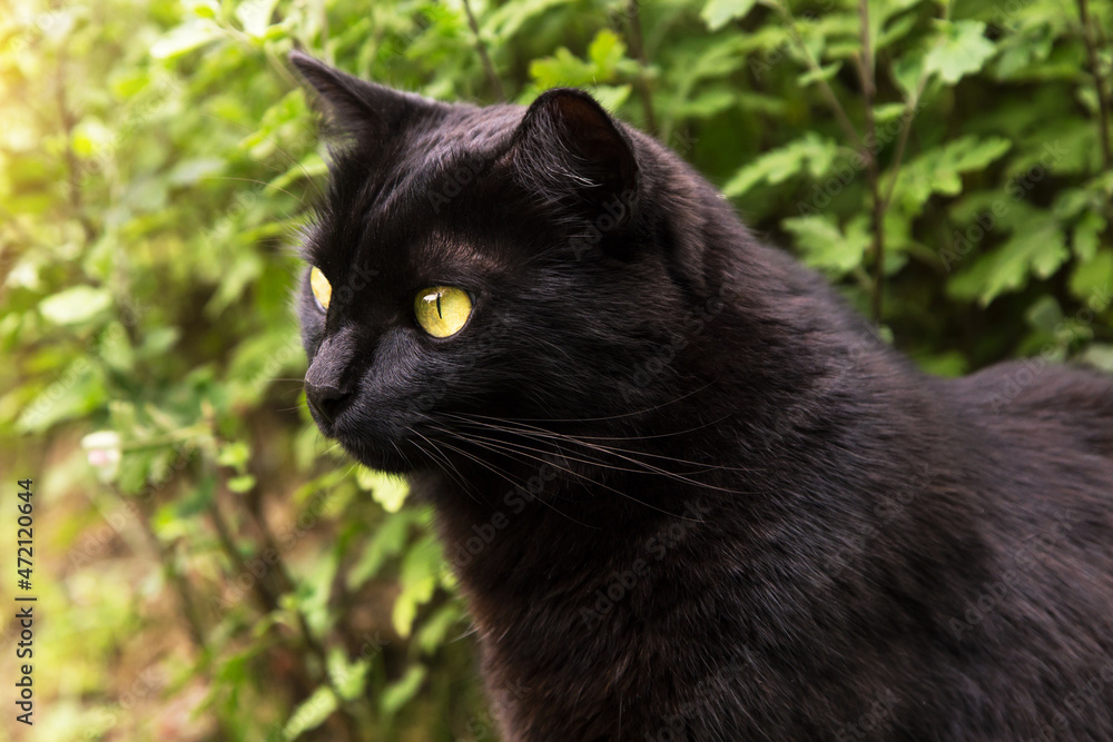 Beautiful bombay black cat portrait in profile with yellow eyes close up in sunlight
Beautiful bombay black cat portrait in profile with yellow eyes close up in sunlight
