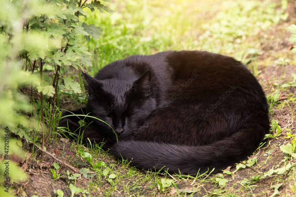 Sleeping black cat. Bombay black cat lie and sleep outdoors in green ...