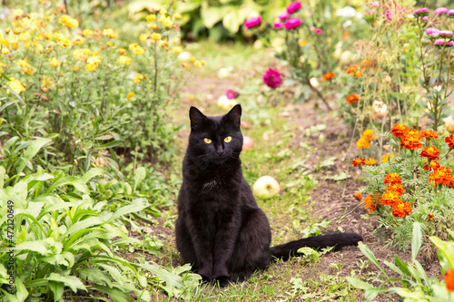 Black bombay cat with yellow eyes sit outdoors in nature in summer garden with flowers 