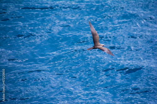 Flying bird,  Black noddy (Anous minutus) and ocean  photo