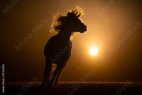 Silhouette of a runing Haflinger Horse with waving manes in a radiant orange smokey atmosphere. A bright lamp lights the background behind the horse