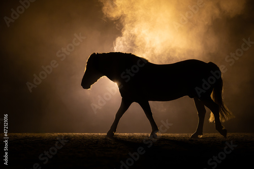 Silhouette of a walking Haflinger Horse in a orange smokey atmosphere. A bright lamp lights the smoke behind the horse