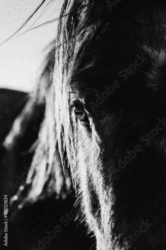 Beara Wild Horse 