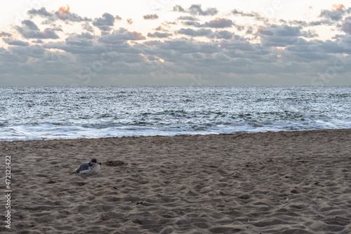 Seagull standing on the beach at sunrise