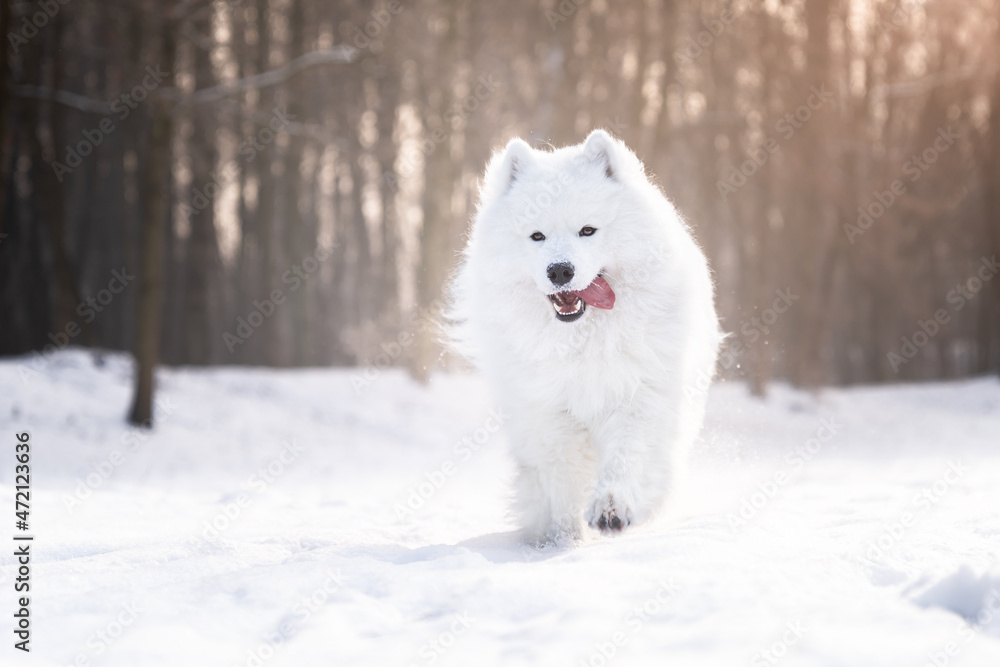Pies rasy samojed biegnie po śniegu  - obrazy, fototapety, plakaty 