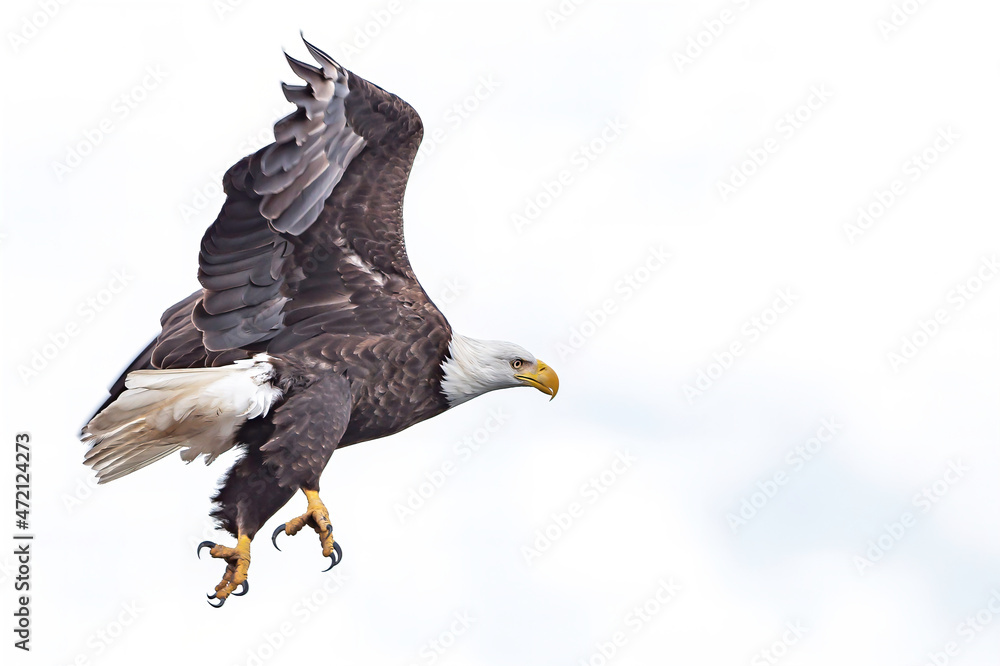 Obraz premium american bald eagle