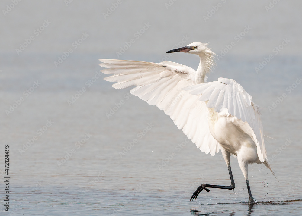 Reddish Egret in white morph Reddish Egret in white morph