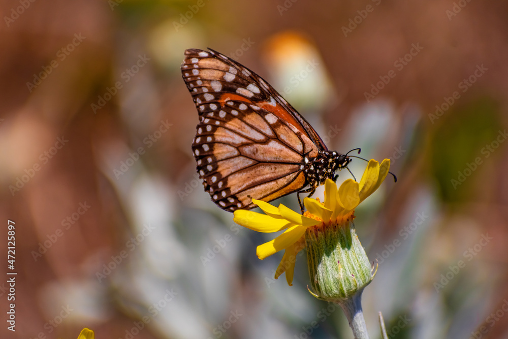 Fototapeta premium Mariposa Monarca