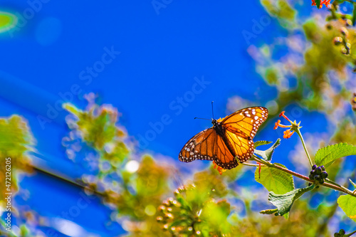 Mariposa Monarca