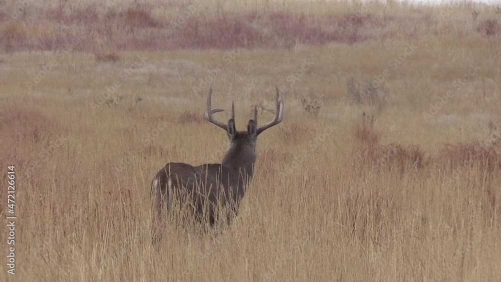 Whitetail Deer Buck During the Fall Rut in Colorado