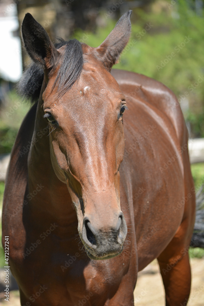 Fototapeta premium brown horse head on