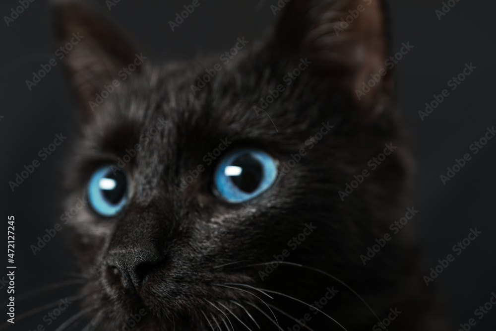 Black cat with beautiful eyes on dark background, closeup Black cat with beautiful eyes on dark background, closeup