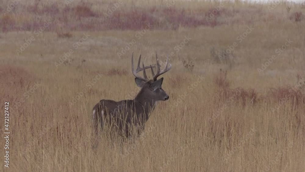 Whitetail Deer Buck During the Fall Rut in Colorado Whitetail Deer Buck During the Fall Rut in Colorado