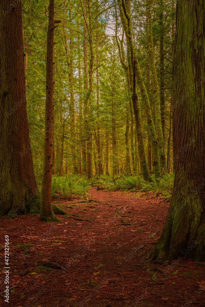 2021-11-29 HIKING TRAIL WITH LUSH EVERGREENS AND A FERNS ON COUGAR MOUNTIAN IN ISSAQUAH WASHINGTON