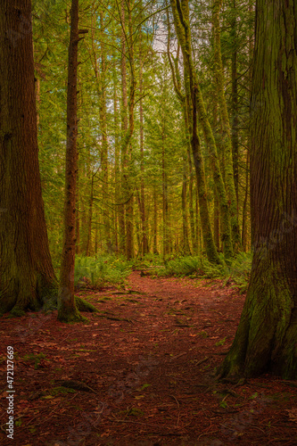 2021-11-29 HIKING TRAIL WITH LUSH EVERGREENS AND A FERNS ON COUGAR MOUNTIAN IN ISSAQUAH WASHINGTON