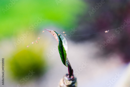 close-up of tropical plant with spider mites and webs coverint its leaves shot outdoor in sunny backyard © faithie