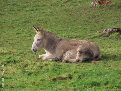 Grey donkey laying relaxed in green meadow