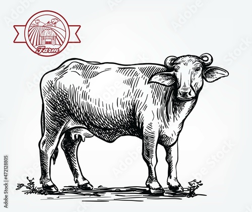 Drawing of a black buffalo. Breeding cattle. Vector illustration isolated on white background