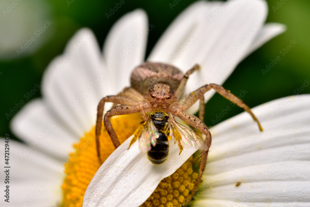 Naklejka premium A spider that caught a wasp