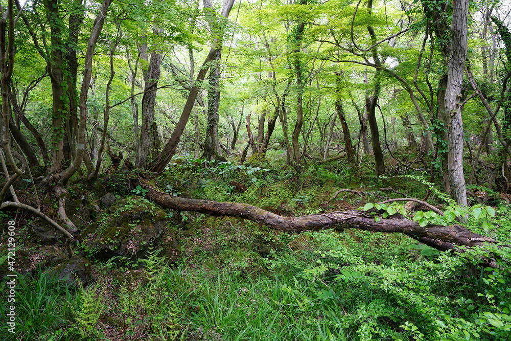 a spring forest with old trees and vines a spring forest with old trees and vines