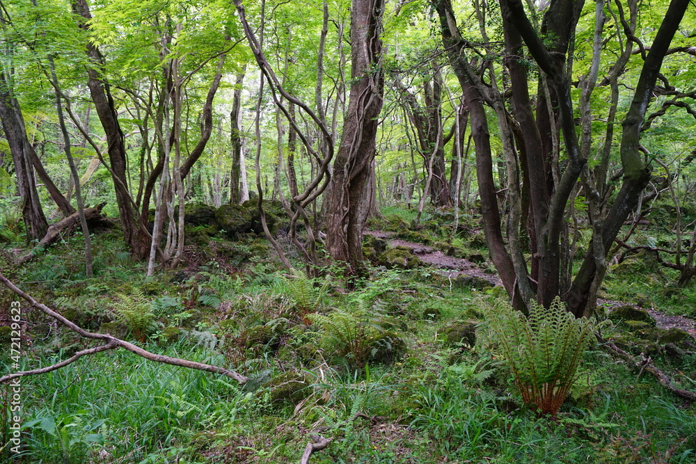 a spring forest with old trees and vines a spring forest with old trees and vines