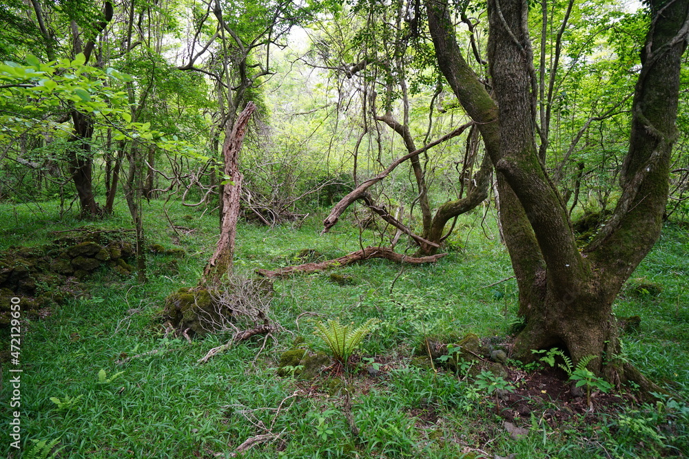 Naklejka premium a spring forest with old trees and vines