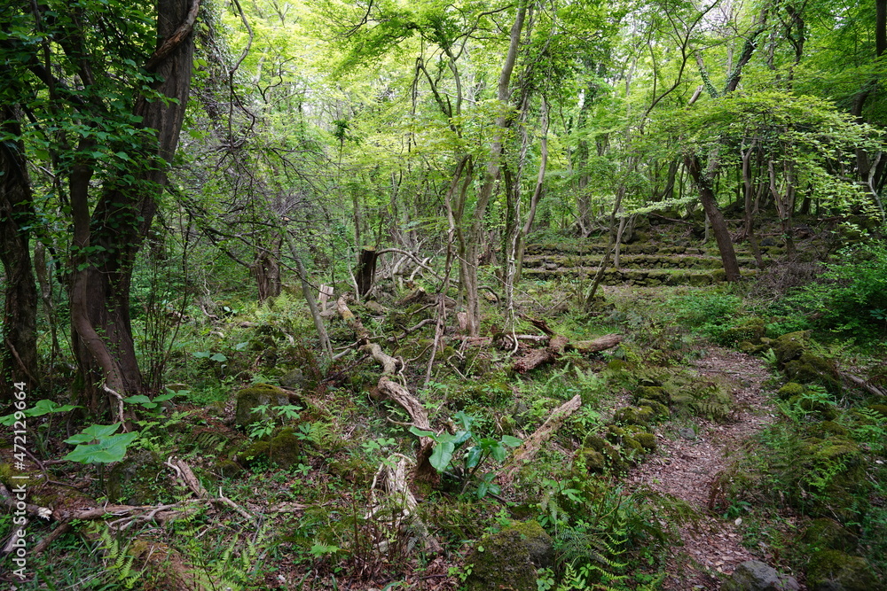 Fototapeta premium a spring forest with old trees and vines