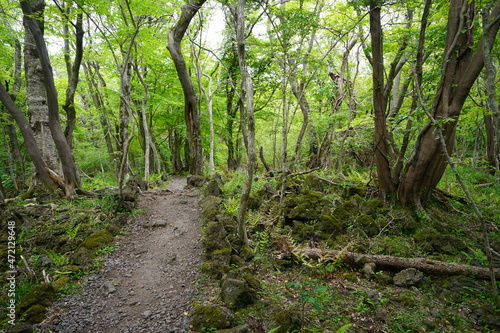 a refreshing spring forest with a fine pathway