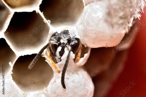 Fotografi Emerged wasp