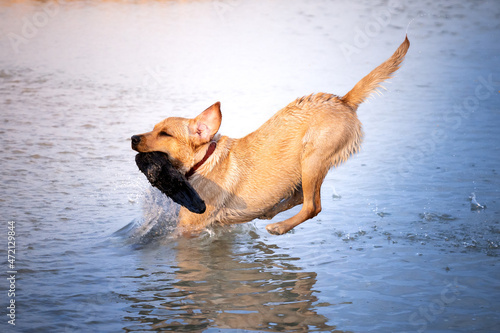 Pies wskakujący do wody