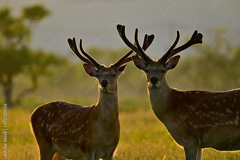 Obraz premium fallow deer in the grass
