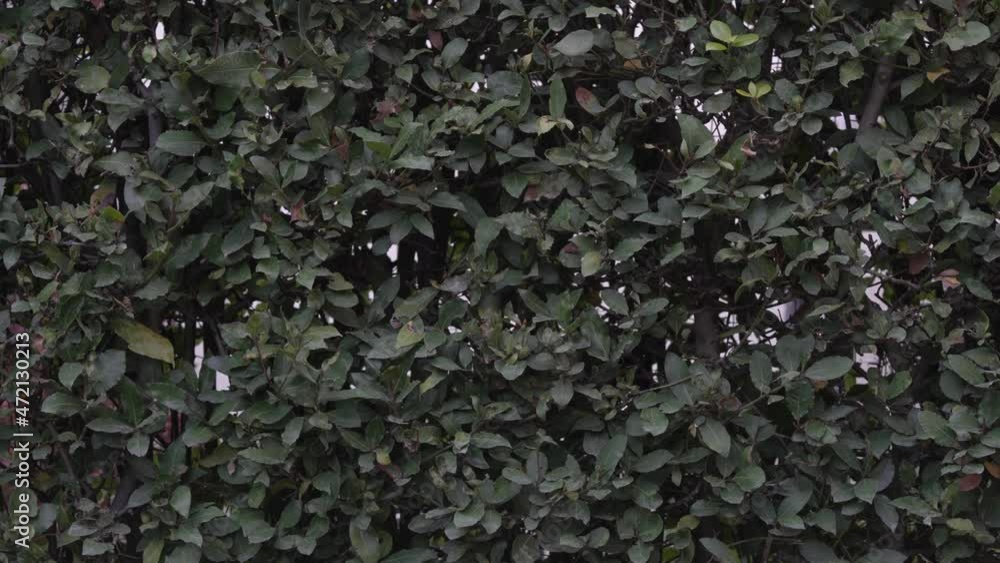 Laurel hedge detail green leaves full screen Laurel hedge detail green leaves full screen