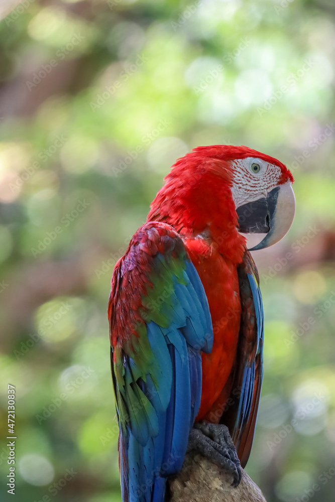 Close up head the red macaw parrot bird in garden