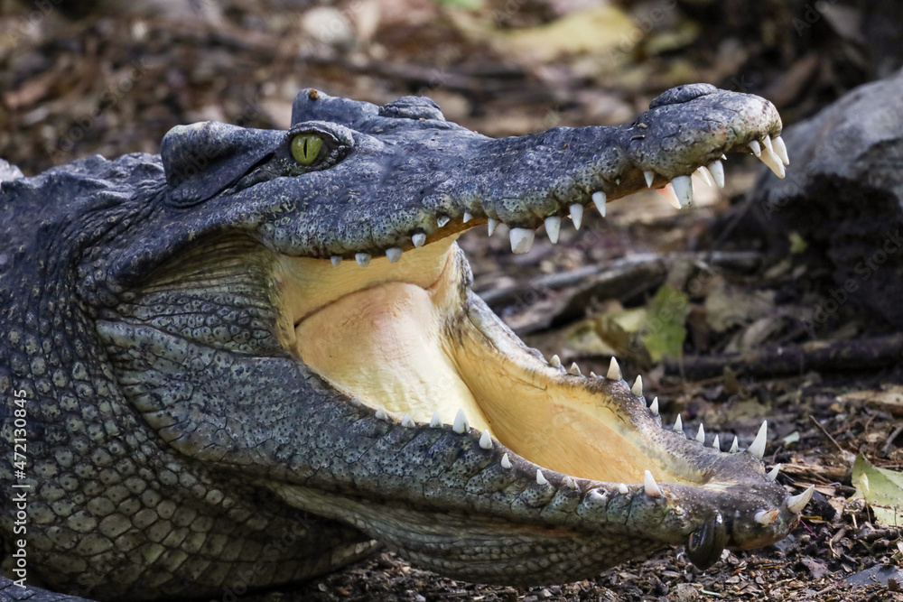 Fototapeta premium Close up crocodile is action show head in garden