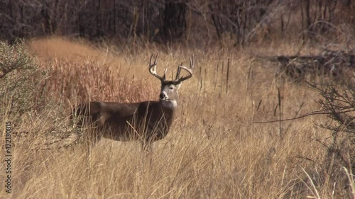 Whitetail Deer Buck During the Fall Rut in Colorado
