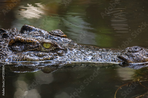 Close up head crocodile is show head in river © pumppump