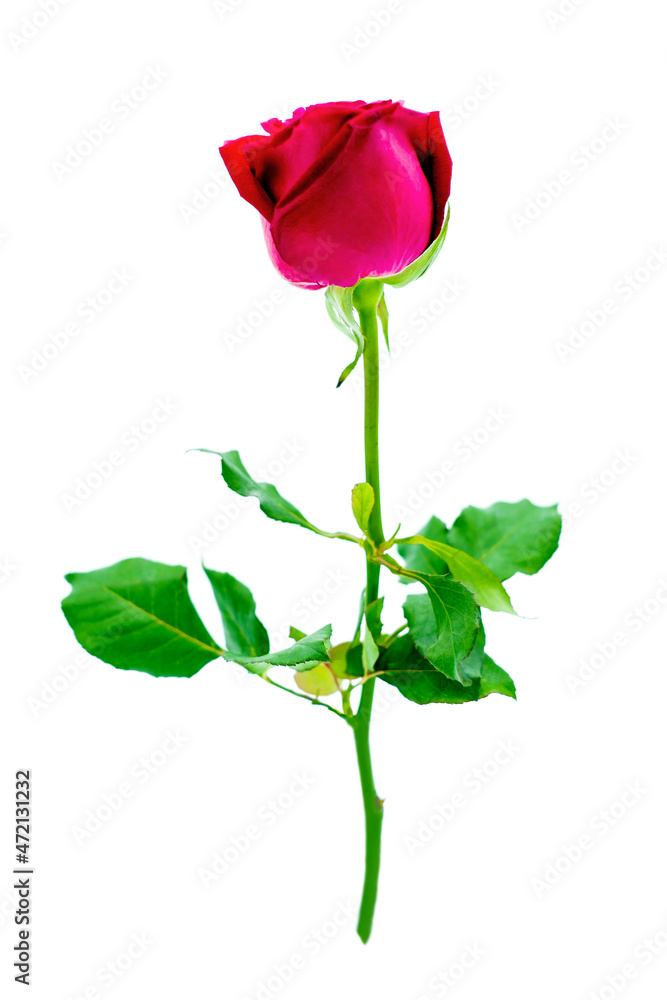 Beautiful red rose isolated on white background Beautiful red rose isolated on white background
