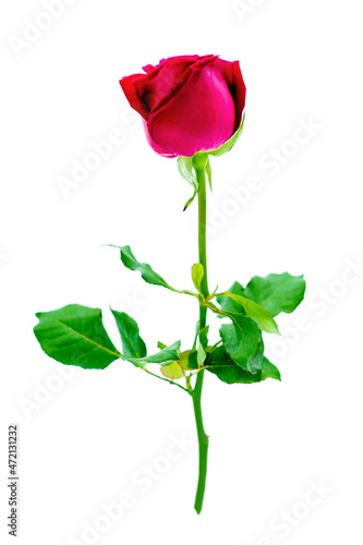 Beautiful red rose isolated on white background