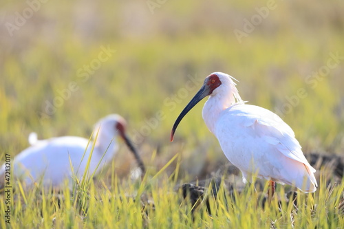 Japanese crested ibis (Nipponia nippon) at Sado island, Japan