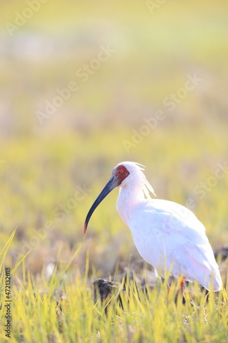 Japanese crested ibis (Nipponia nippon) at Sado island, Japan photo