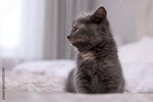 Cute fluffy kitten sitting on bed indoors. Space for text