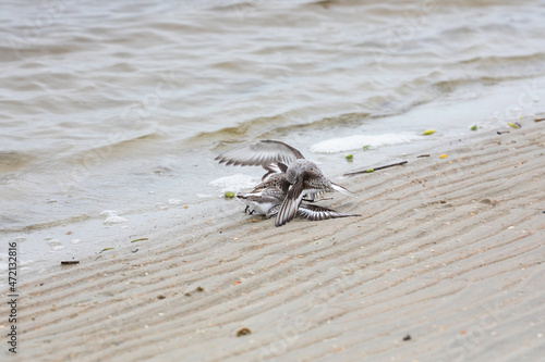 Two sanderlings fighting on the beach at Fort Matanzas Inlet in Fort Matanzas Monument. photo