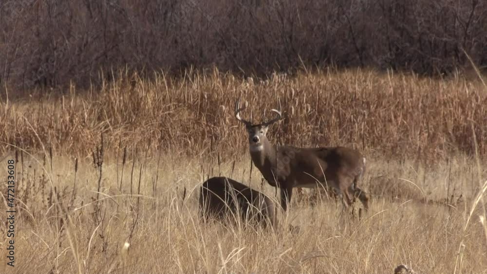 Whitetail Deer Buck During the Fall Rut in Colorado Whitetail Deer Buck During the Fall Rut in Colorado