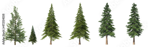 Foto Coniferous trees on an isolated background. Spruce.