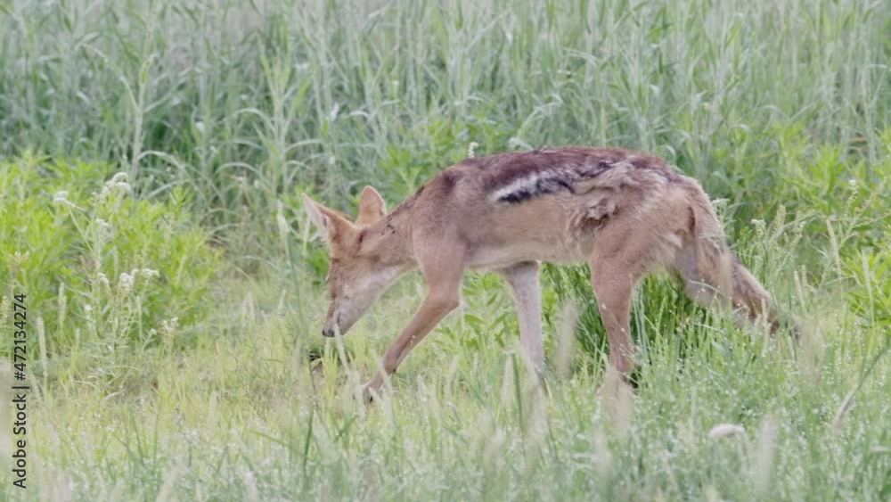 Panning shot of a scruffy black-backed jackal walking through the green grass of the Kalahari. Panning shot of a scruffy black-backed jackal walking through the green grass of the Kalahari.