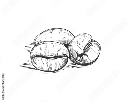 Hand drawn sketch black and white of coffee beans, seeds. Vector illustration. Elements in graphic style label, card, sticker, menu, package. Engraved style illustration.