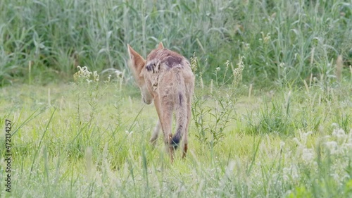 Wide shot of a scruffy black-backed jackal walking away in the green Kalahari.  photo